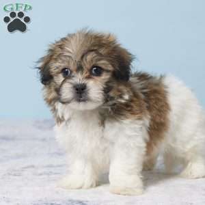 Conrad, Teddy Bear Puppy